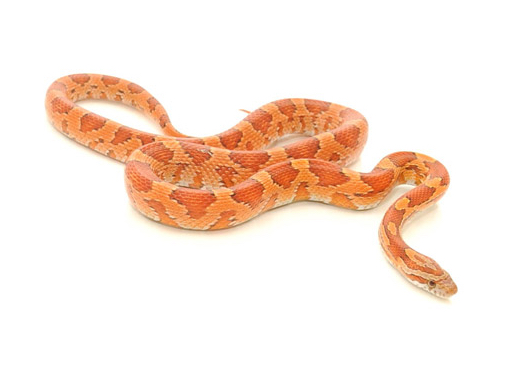 Corn Snake For Sale, Corn Snake For Sale Near Me, Corn Snake For Sale Cheap, Corn Snake For Sale Canada, Corn Snake For Sale Europe, Corn Snake For Sale Uk, Corn Snake For Sale Usa, Baby Corn Snake For Sale